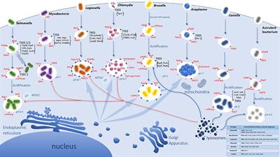 Idiosyncratic Biogenesis of Intracellular Pathogens-Containing Vacuoles